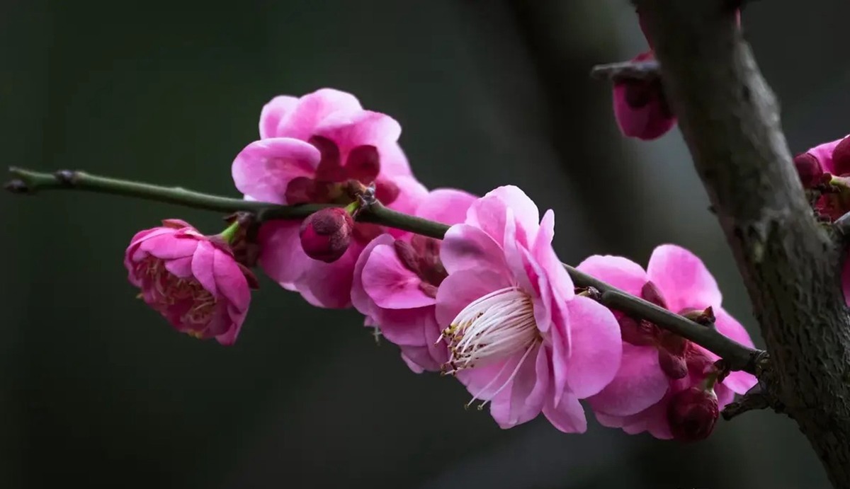 梅花香自苦寒来