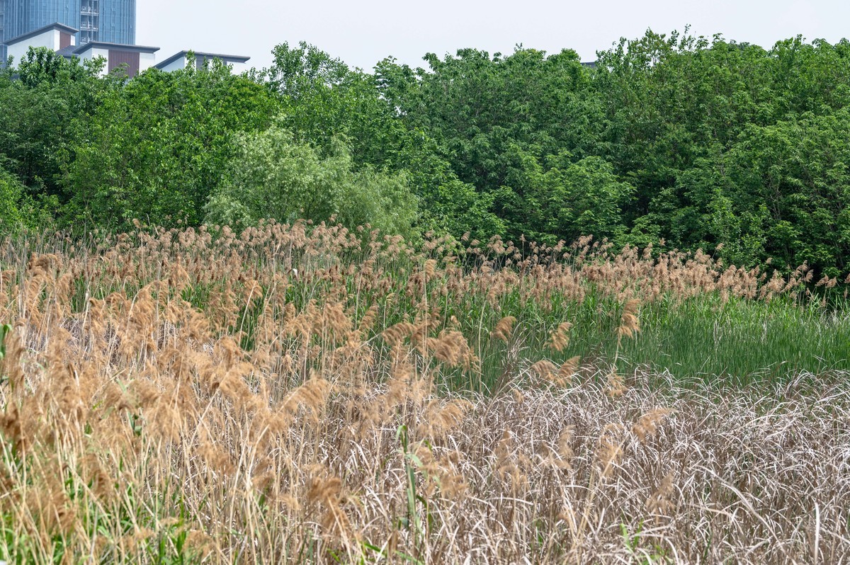 庐州印象(460)诺富特