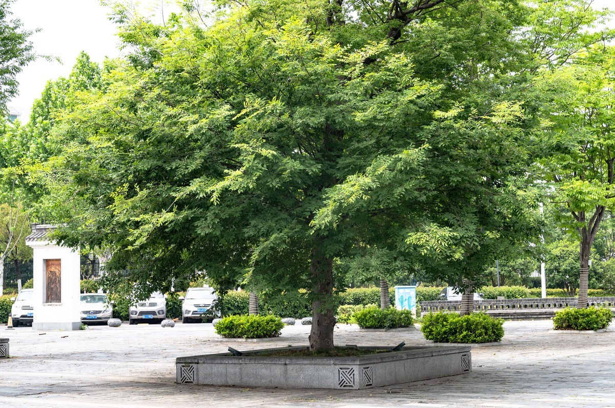 庐州印象(460)诺富特