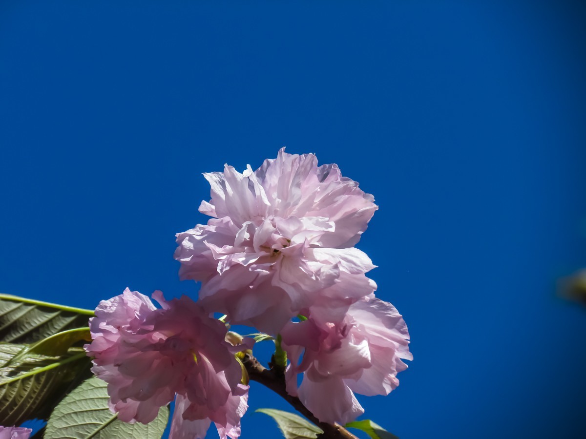 樱花