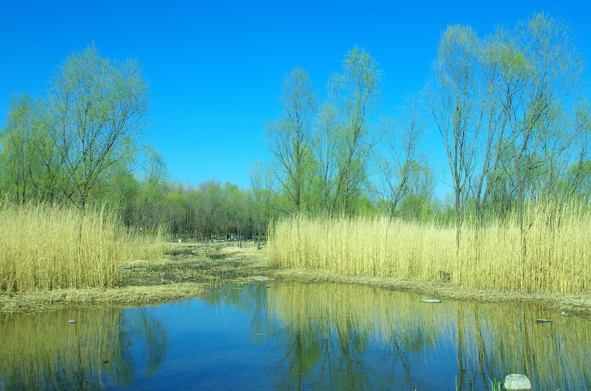 2022 —— 春风里，北京奥森公园奥海湿地景色