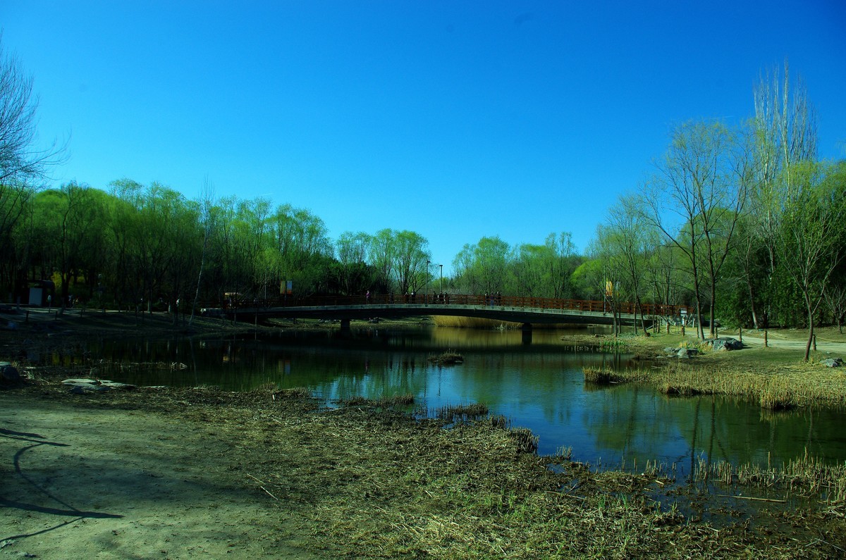 2022 —— 春风里，北京奥森公园奥海湿地景色