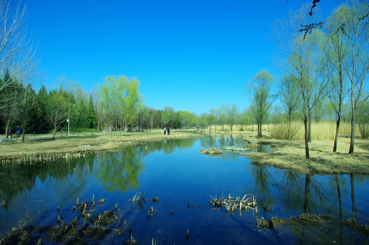 2022 —— 春风里，北京奥森公园奥海湿地景色