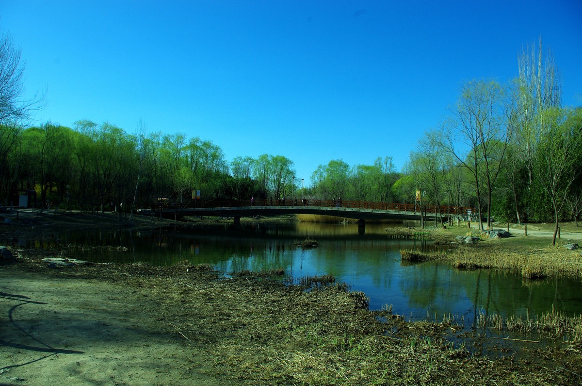 2022 —— 春风里，北京奥森公园奥海湿地景色