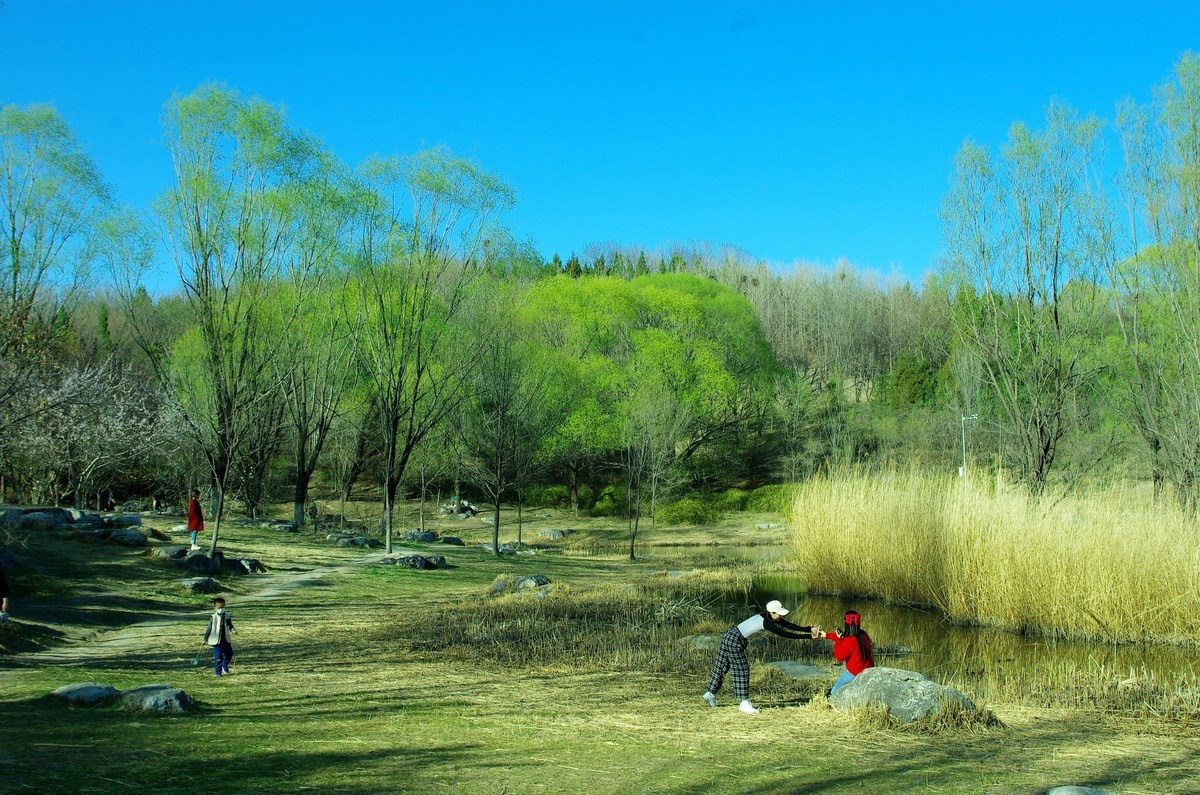 2022 —— 春风里，北京奥森公园奥海湿地景色