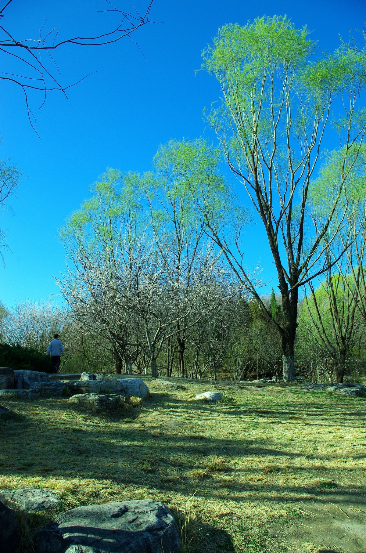 2022 —— 春风里，北京奥森公园奥海湿地景色