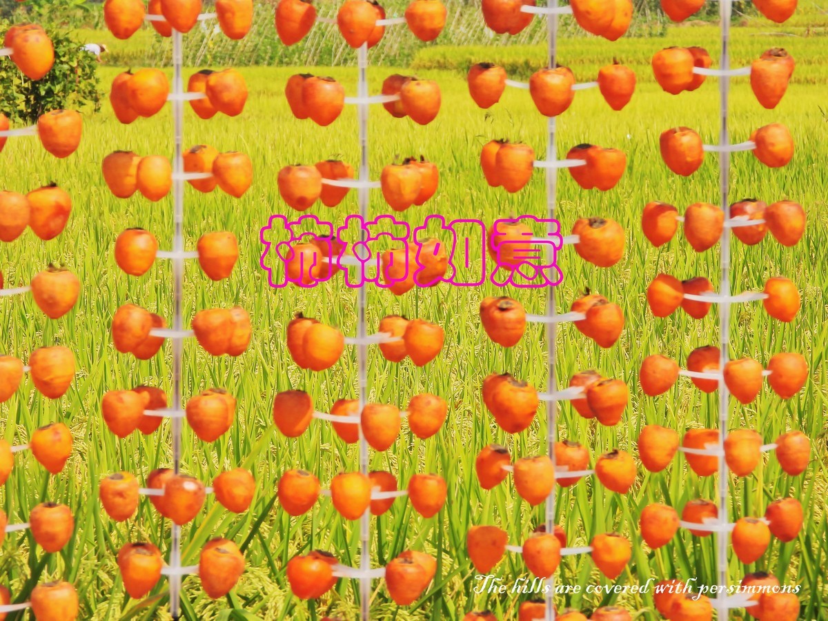 漫山遍野柿子红