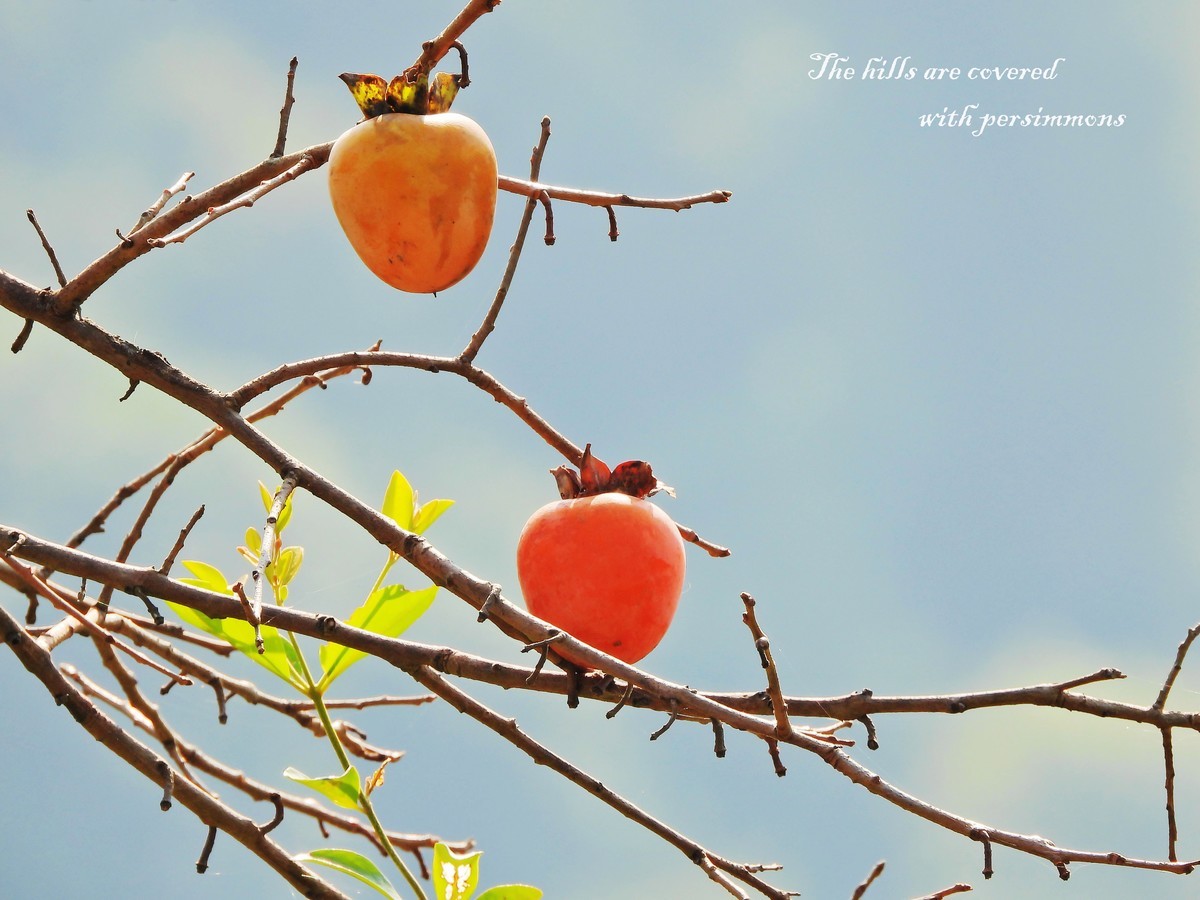 漫山遍野柿子红