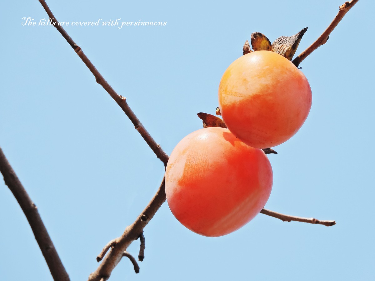 漫山遍野柿子红