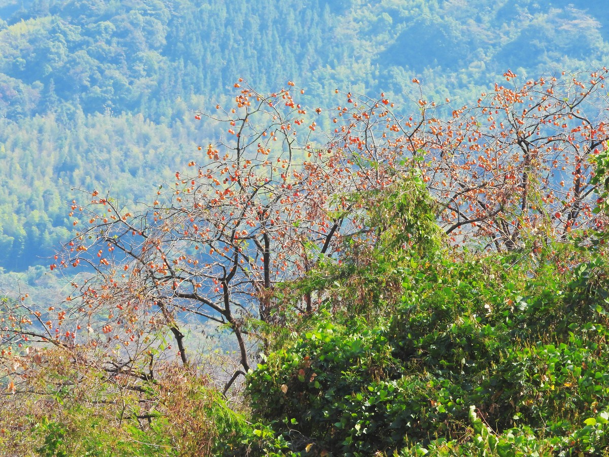 漫山遍野柿子红