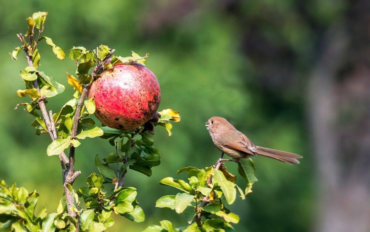 小萌·········粽头鸦雀（二十）