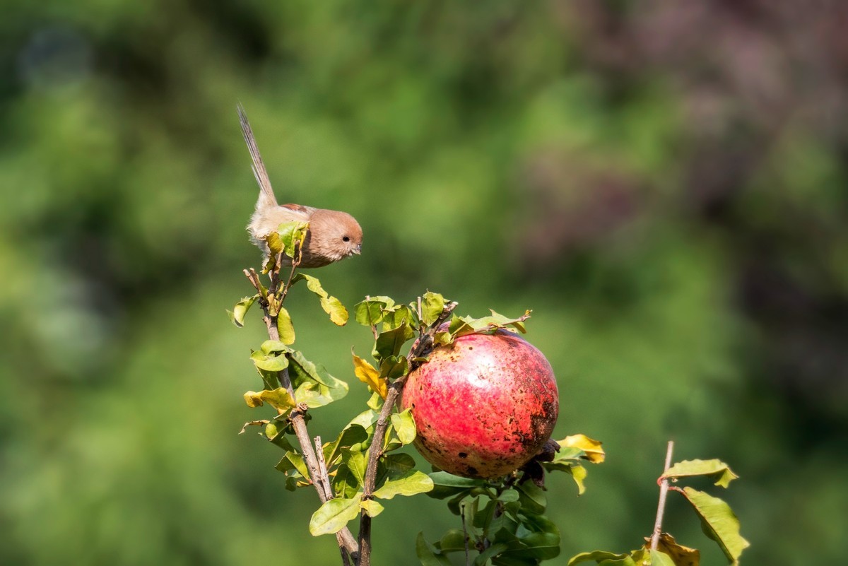 小萌·········粽头鸦雀（二十）