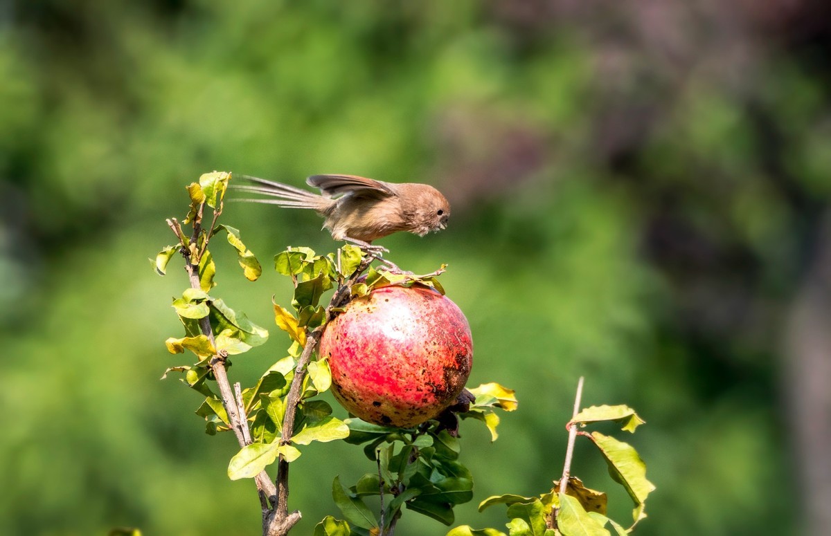 小萌·········粽头鸦雀（二十）