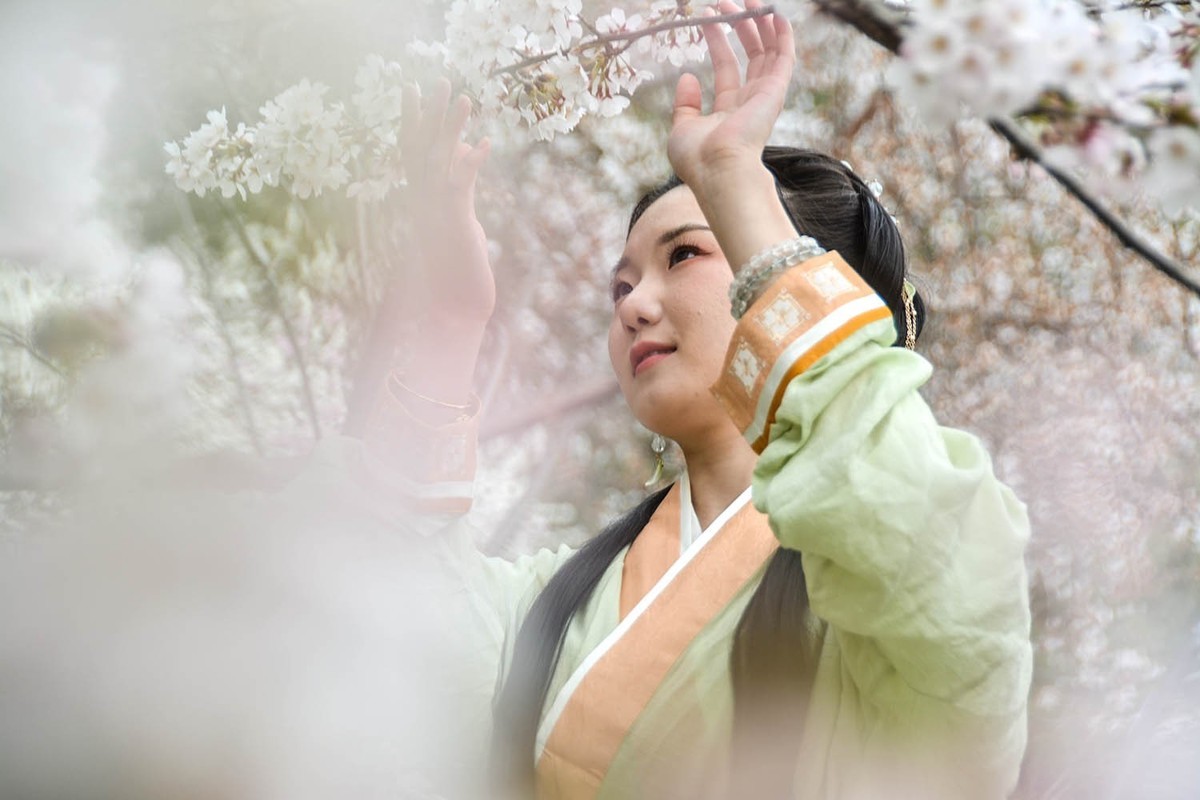 #花开春光寻美景#——樱园倩影