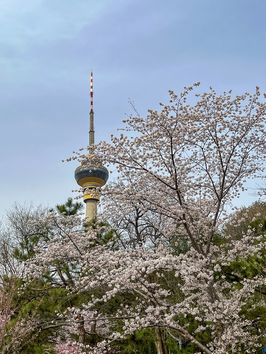 2023年第0192贴-玉渊潭樱花季（0325F）