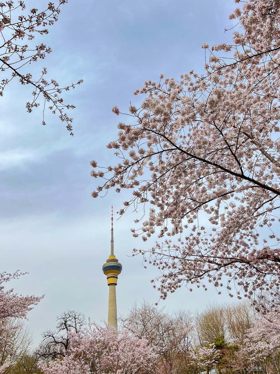 2023年第0192贴-玉渊潭樱花季（0325F）