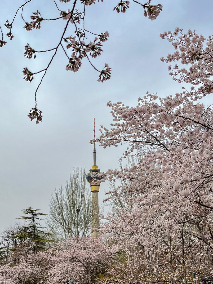 2023年第0192贴-玉渊潭樱花季（0325F）