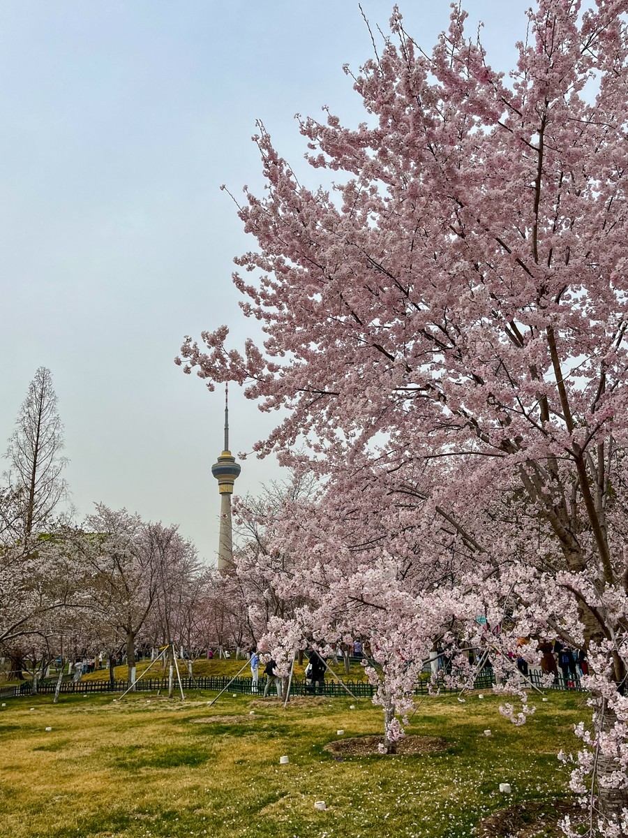 2023年第0192贴-玉渊潭樱花季（0325F）