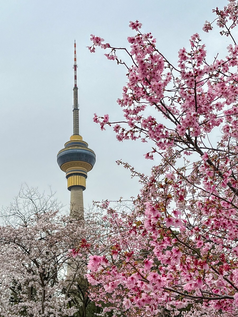 2023年第0192贴-玉渊潭樱花季（0325F）