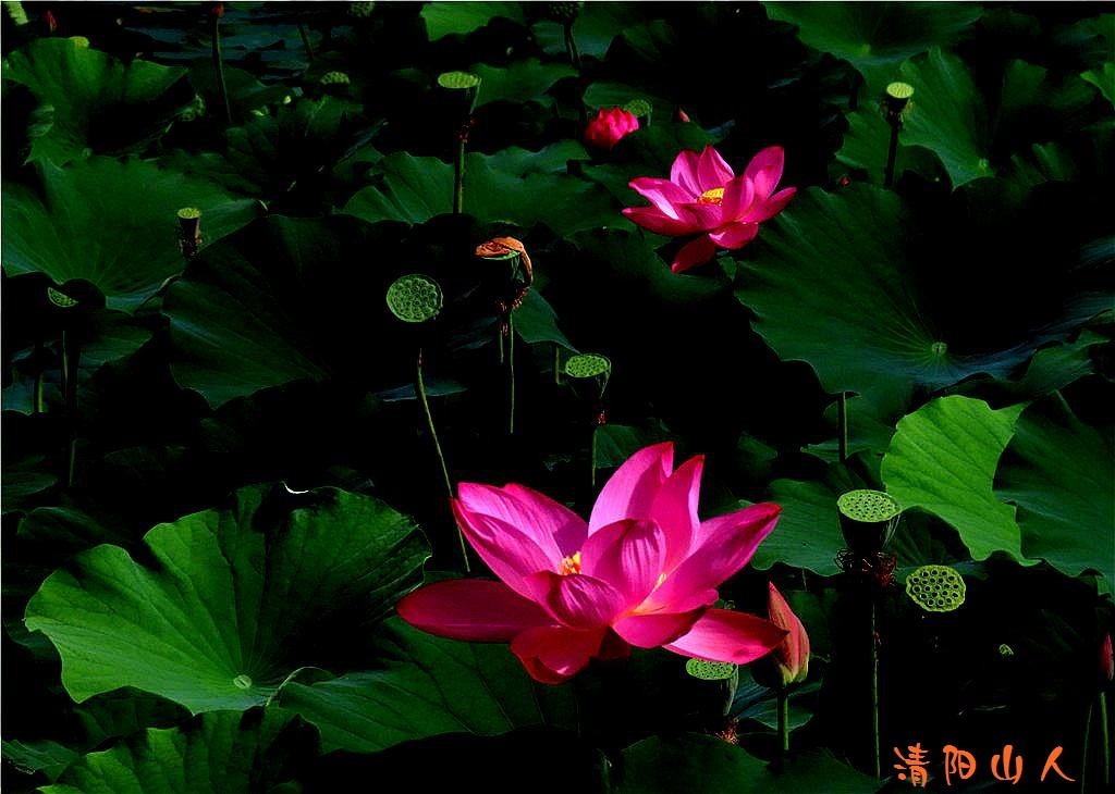 宝清县花卉{金水湾荷花 12}清阳山人