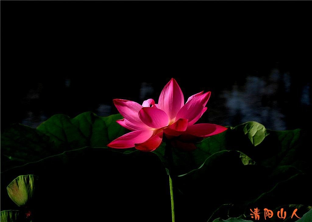 宝清县花卉{金水湾荷花 12}清阳山人