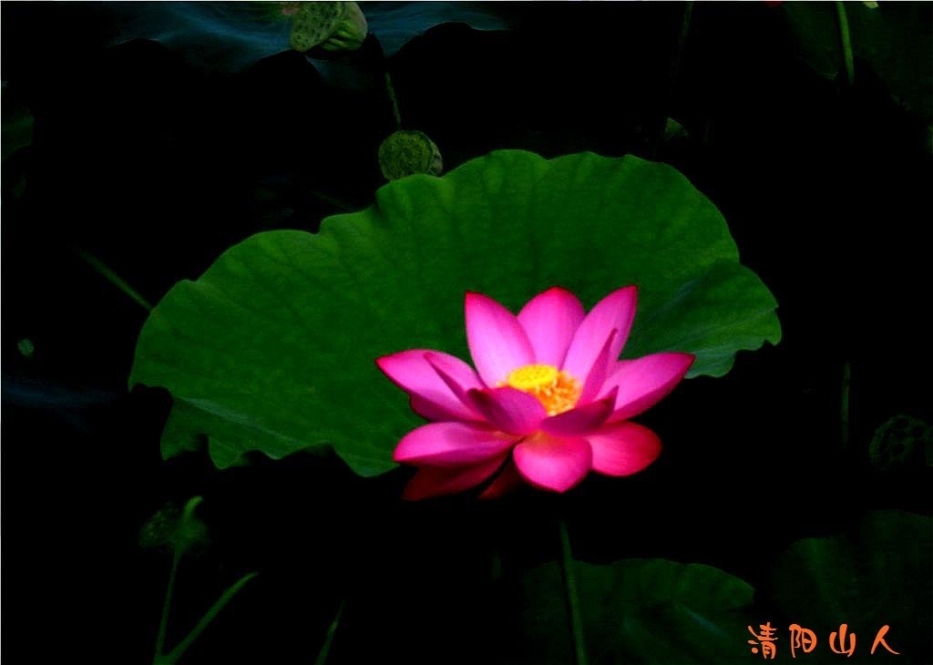 宝清县花卉{金水湾荷花 12}清阳山人