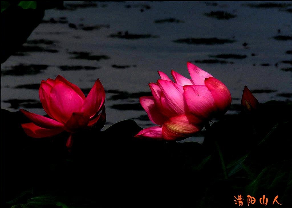 宝清县花卉{金水湾荷花 12}清阳山人