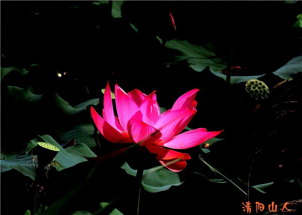 宝清县花卉{金水湾荷花 12}清阳山人