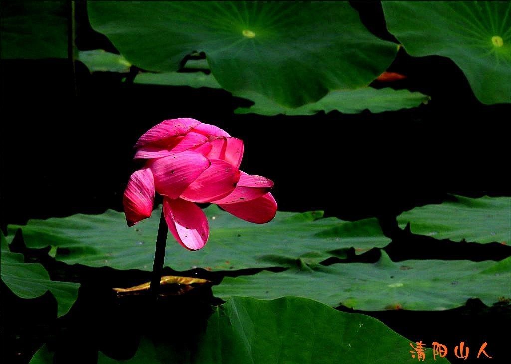 宝清县花卉{金水湾荷花 12}清阳山人