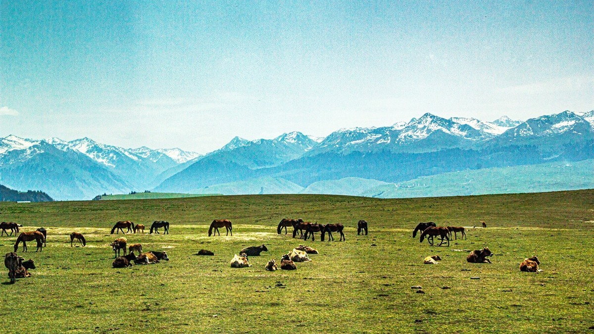 新疆行游--喀拉峻草原【11】
