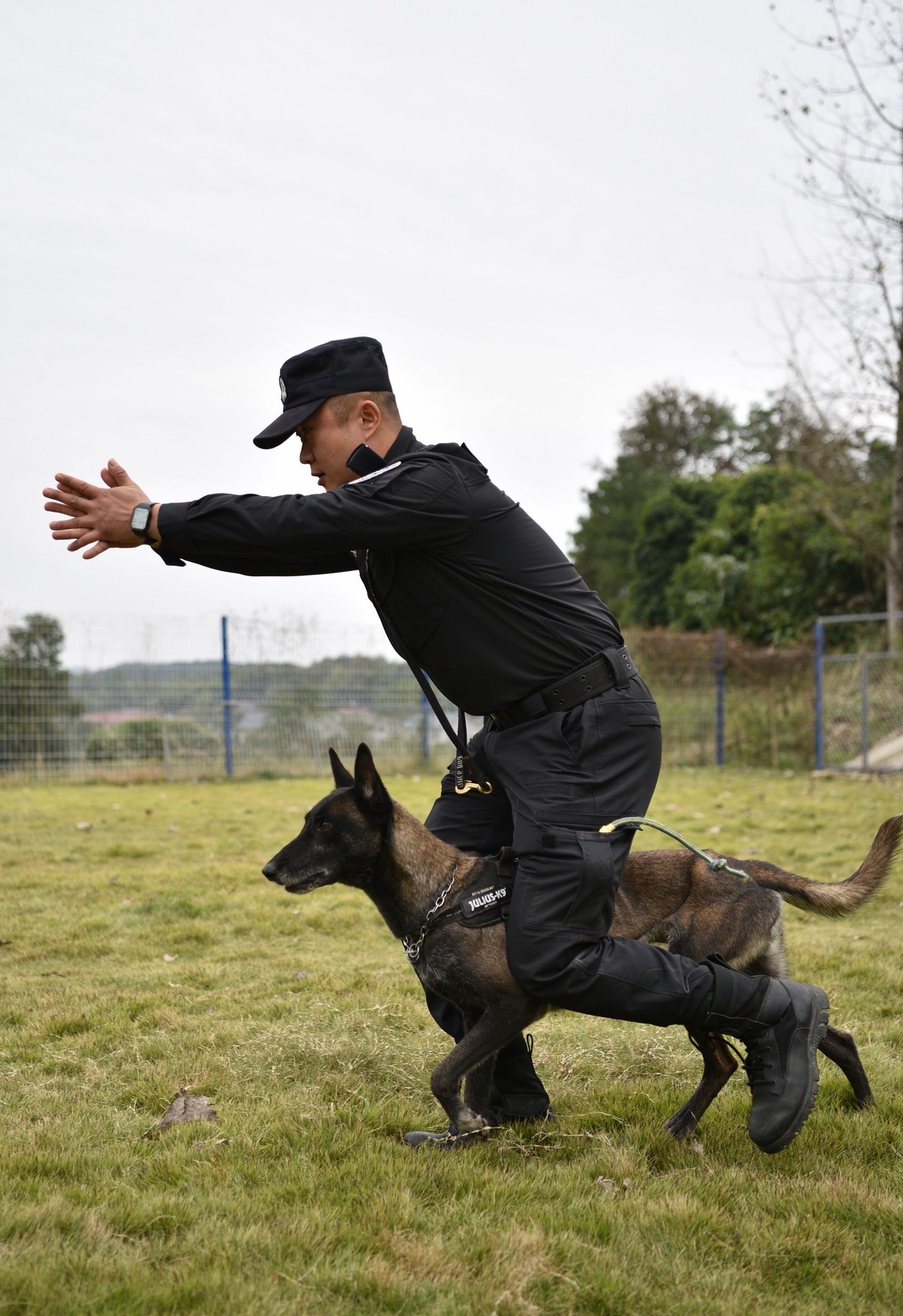 2,抓拍:公安警犬训练,激越瞬间