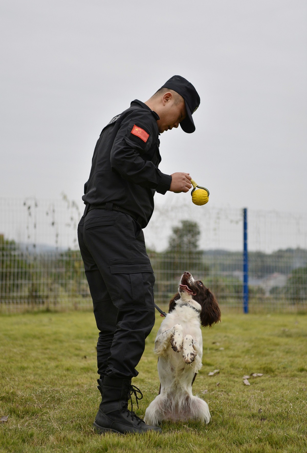 2,抓拍:公安警犬训练,激越瞬间