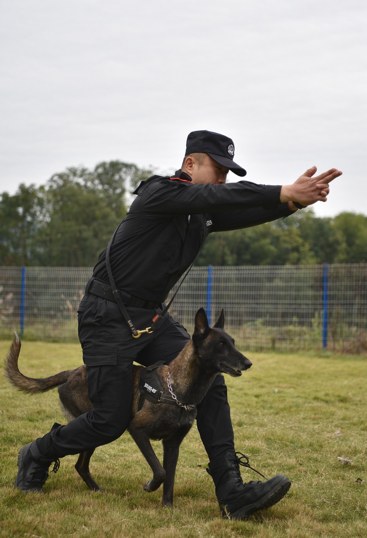 警犬训练简报宣传图片