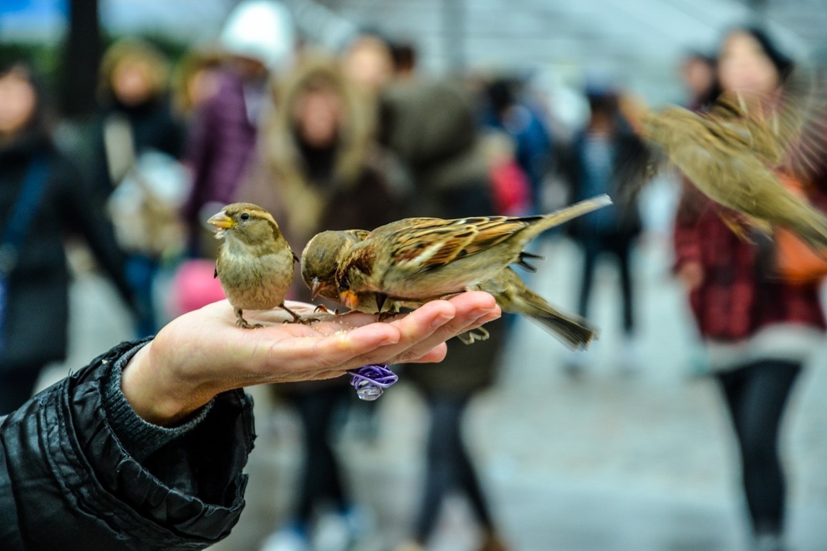 追忆--“巴黎圣母院”