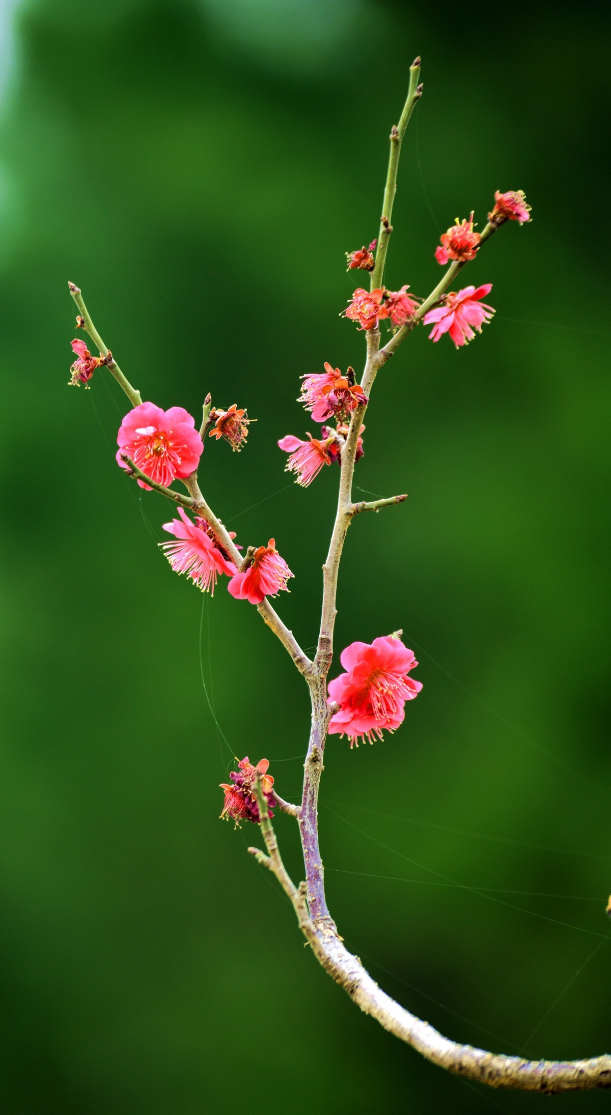 红梅花儿开