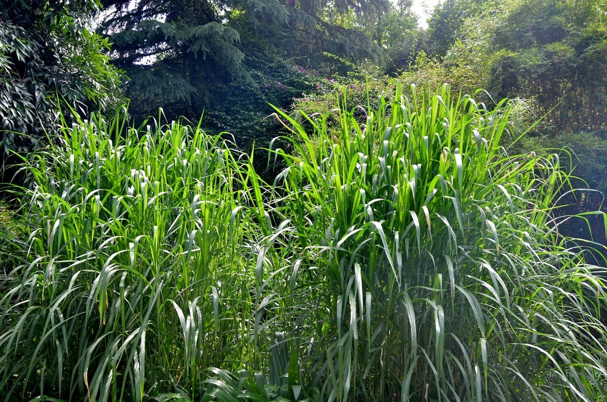 巴滨花艺园 (一)