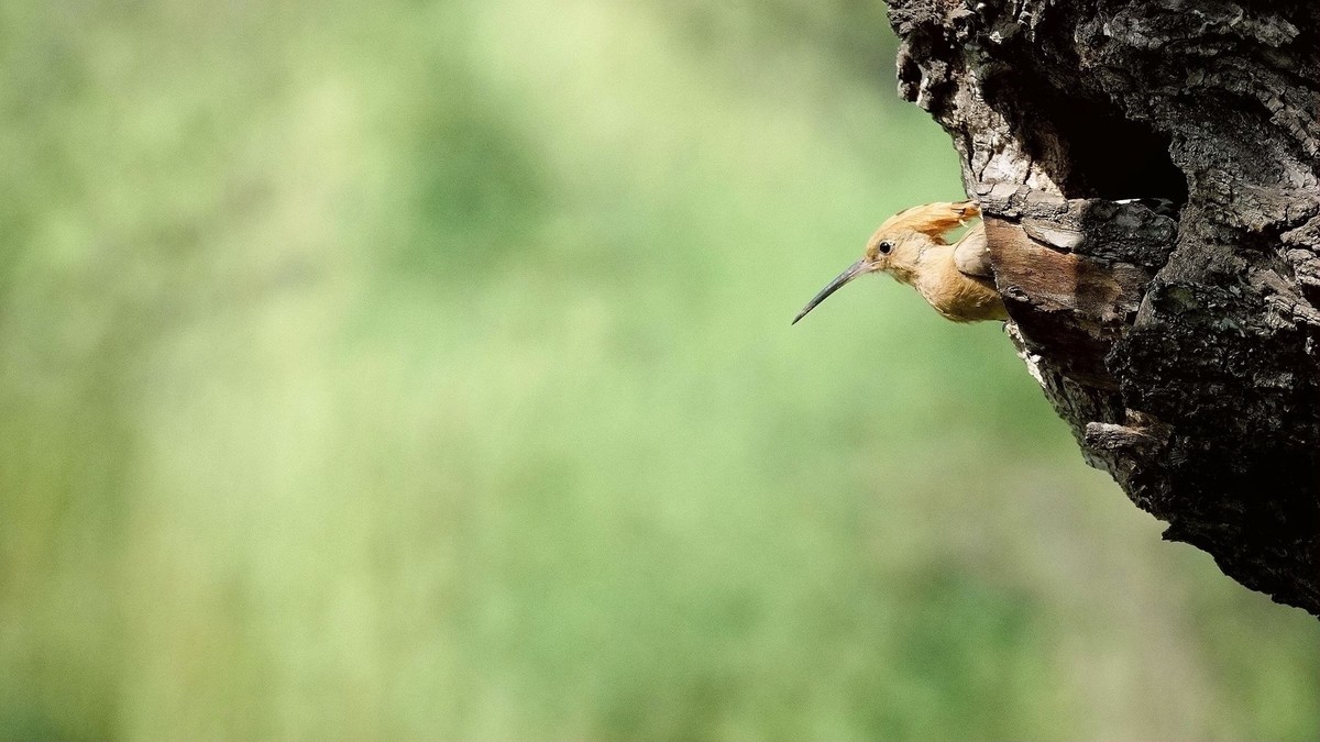 折返镜头拍的戴胜
