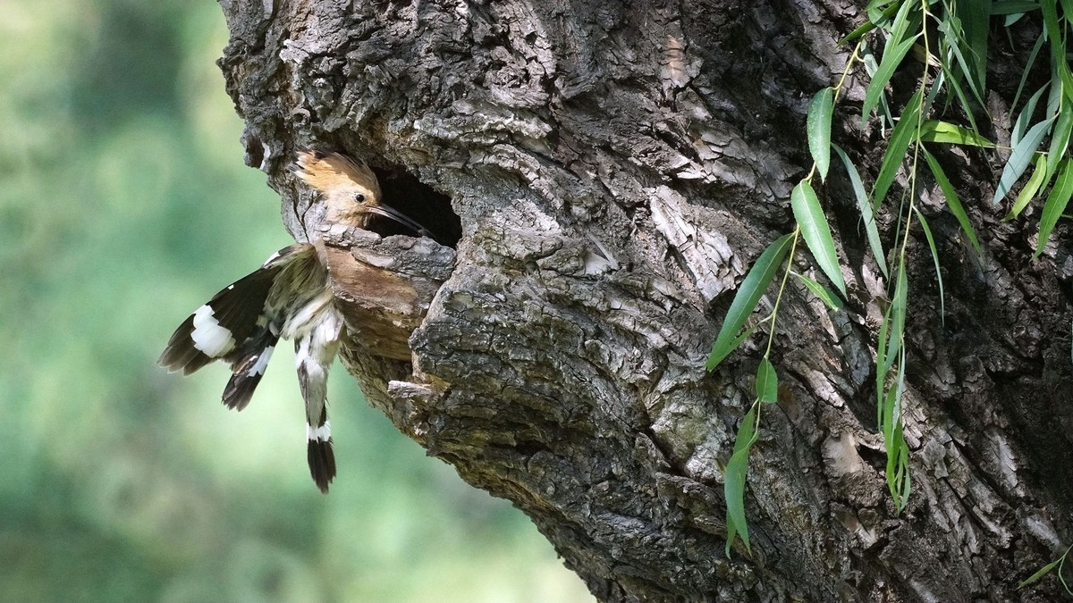 折返镜头拍的戴胜