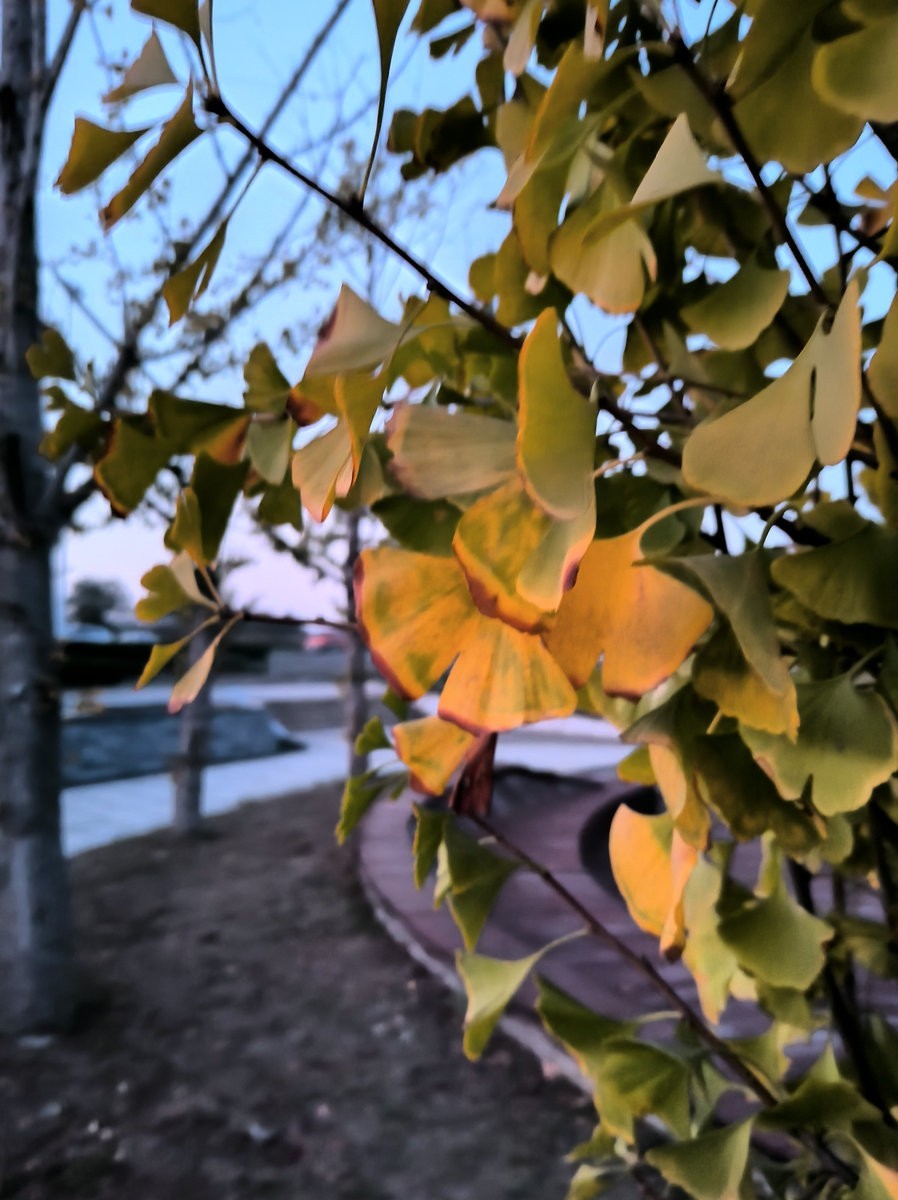 漫步星城 走街串巷（519）日暮九华湖