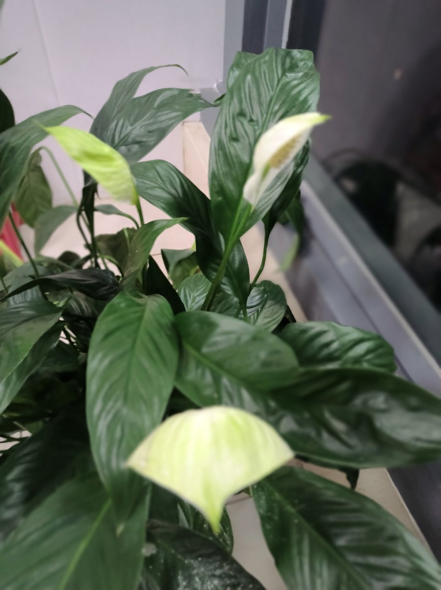 漫步星城 走街串巷（563）晨花