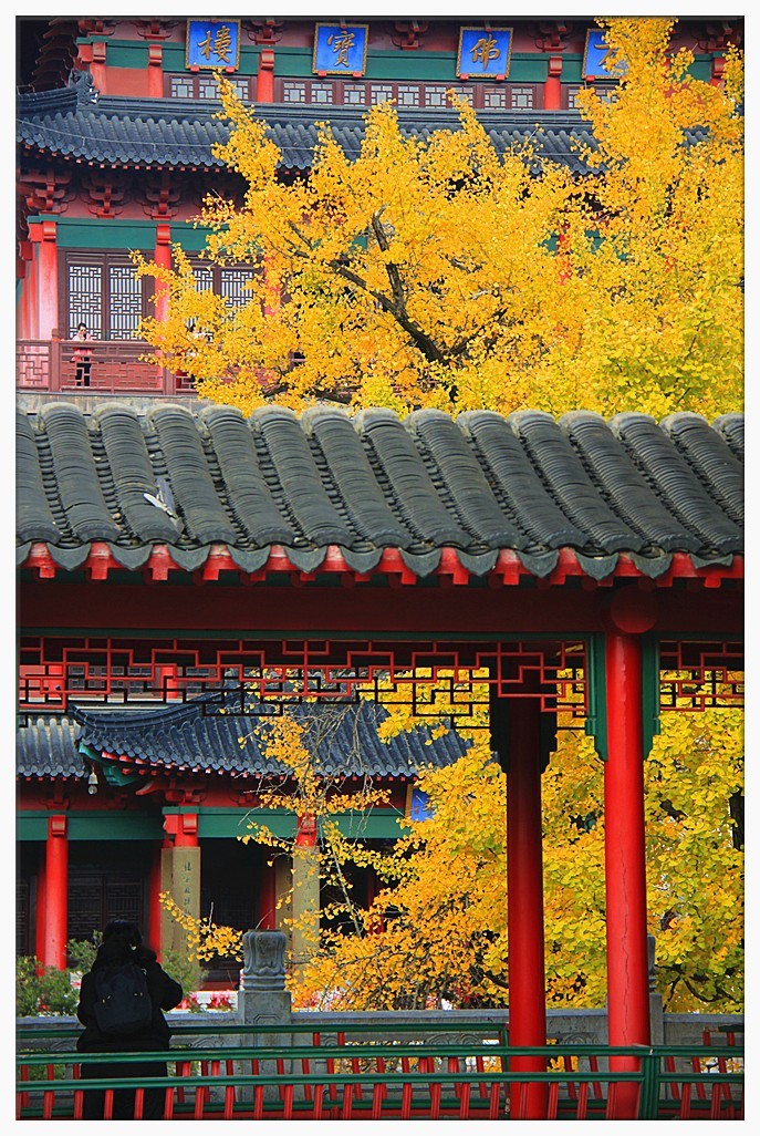 点缀寺庙的银杏叶