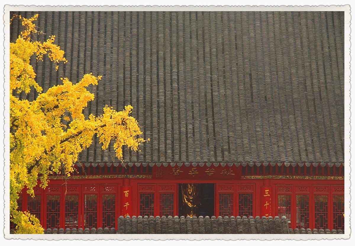 点缀寺庙的银杏叶