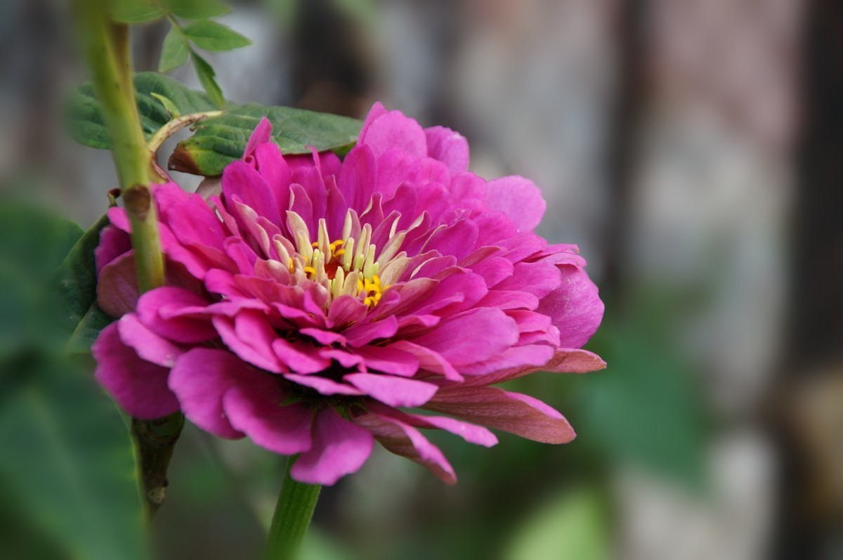 步步高（百日草）