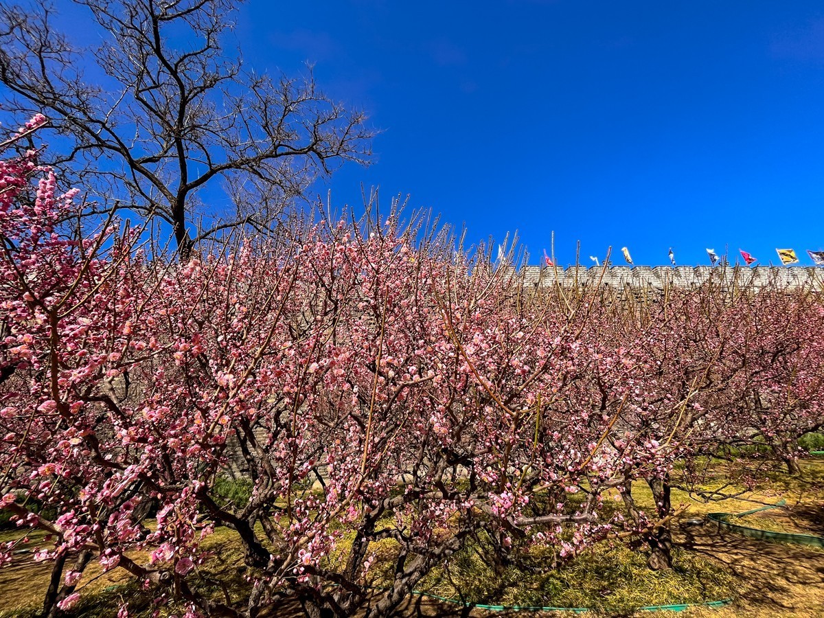 2023年第0194贴-公园春游随拍（0325F）