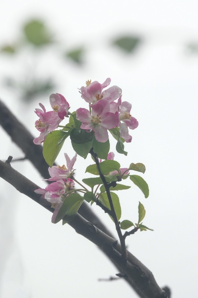 又是桃红柳绿时