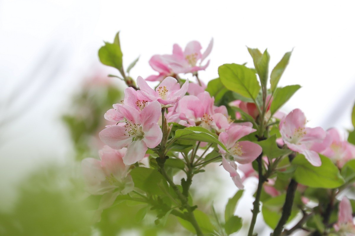 又是桃红柳绿时