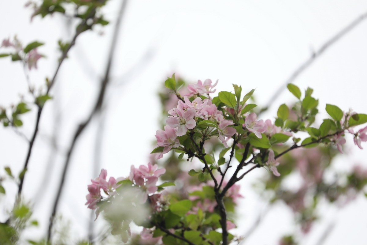 又是桃红柳绿时