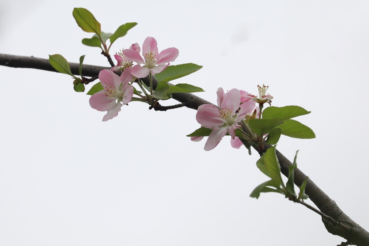 又是桃红柳绿时