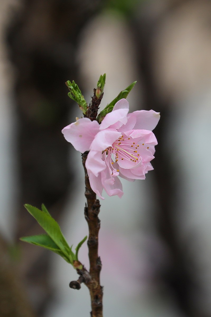 又是桃红柳绿时