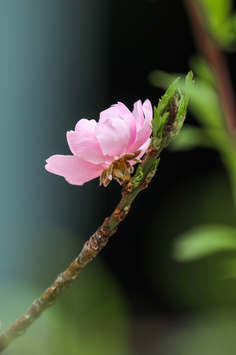 又是桃红柳绿时
